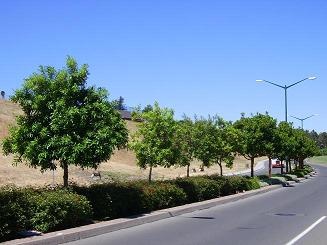 Trees on Refugio Valley Road