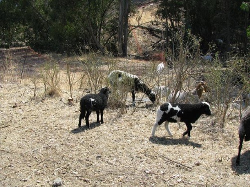 Goats eating grass