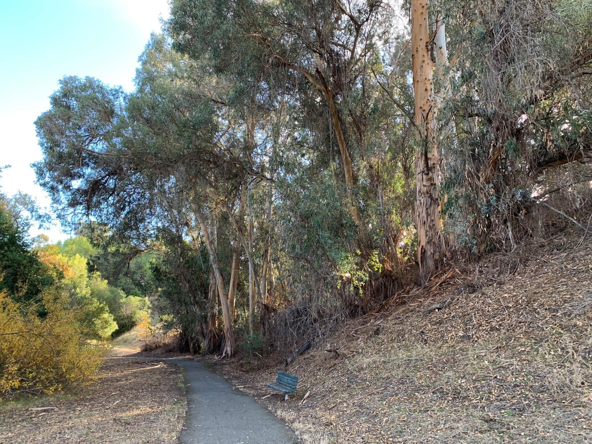 Eucalyptus Trees 2