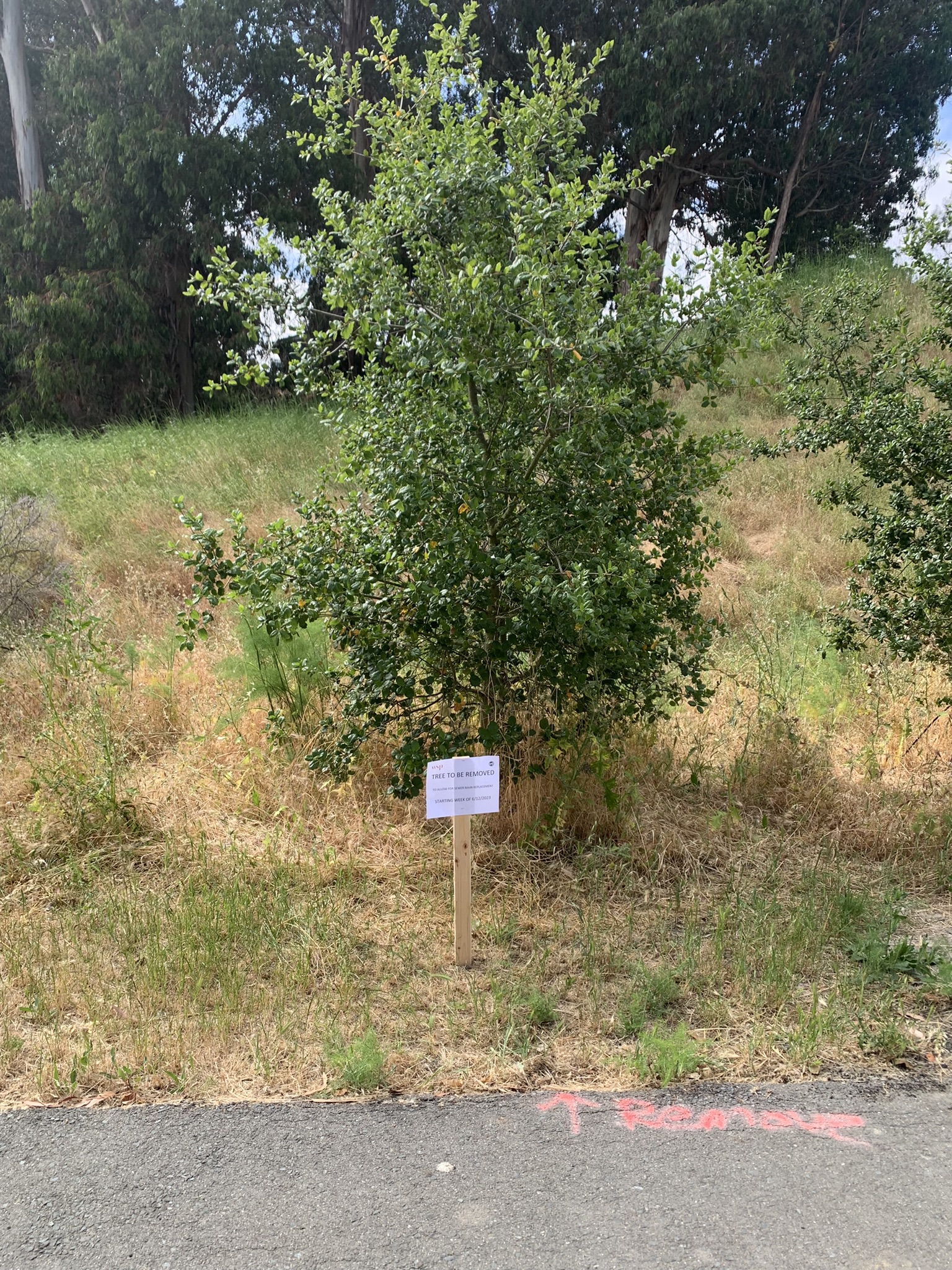 Oak Tree for Removal 06-20-2023